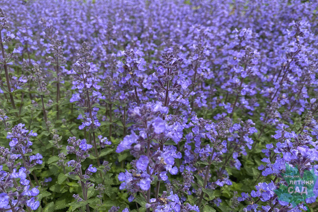 Котовник крупноцветковый (Nepeta grandiflora) «Summer Magic»